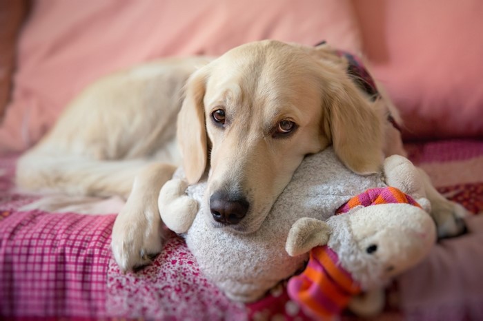 Golden Retriever dog resting with a stuffed toy