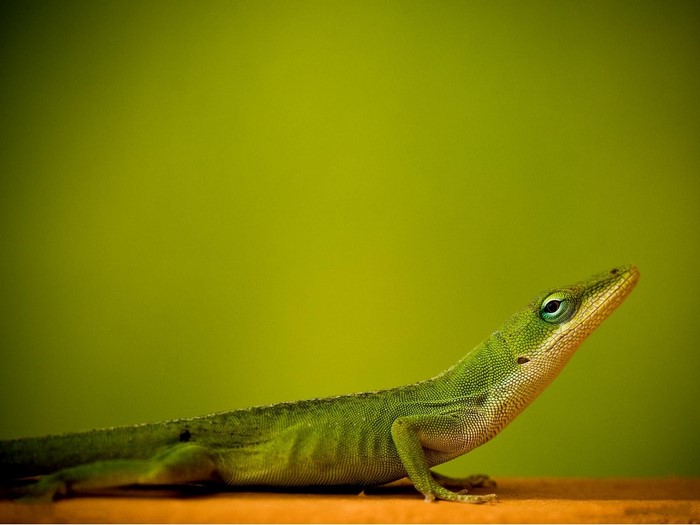 Green anole lizard on a wooden surface with a green background