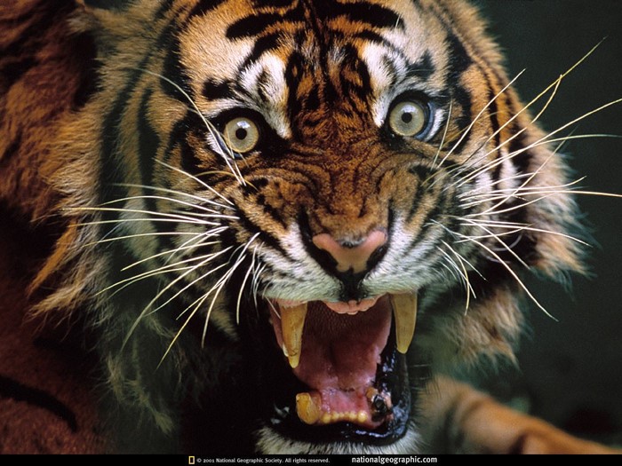 Close up of a roaring tiger's face