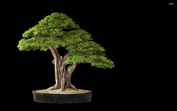 Bonsai tree in a pot