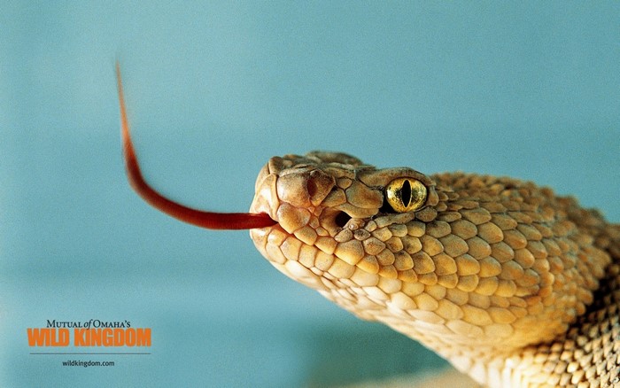 Mutual of Omaha's Wild Kingdom rattlesnake close-up