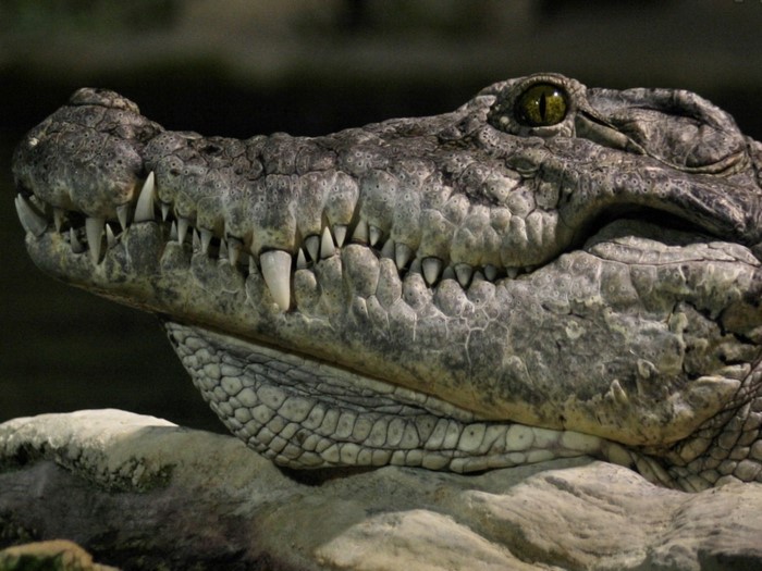 Close-up of a crocodile's head with sharp teeth
