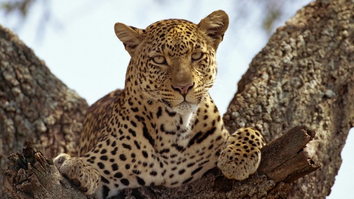 Leopard resting on a tree branch