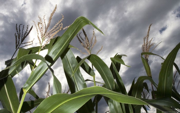 Corn stalks against a cloudy sky