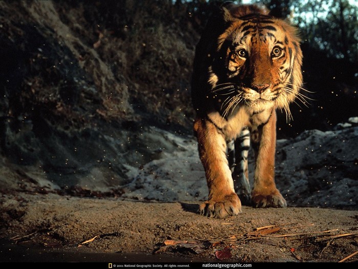 Tiger walking towards the camera in a forest