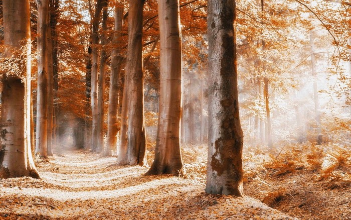 Autumn forest path with sunlight filtering through trees