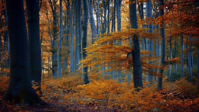 Autumn forest with sunlight filtering through trees