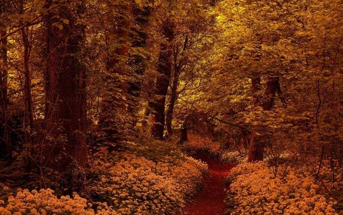 A forest path lined with white flowers in autumn