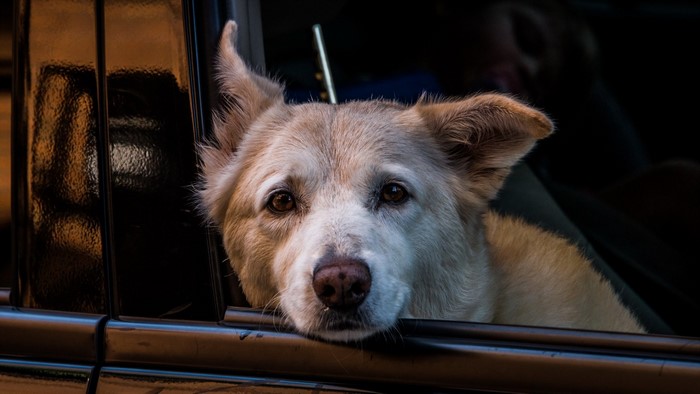 Dog looking out of a car window
