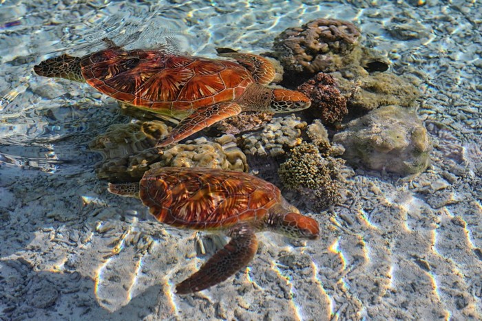 Two sea turtles swimming near coral reef