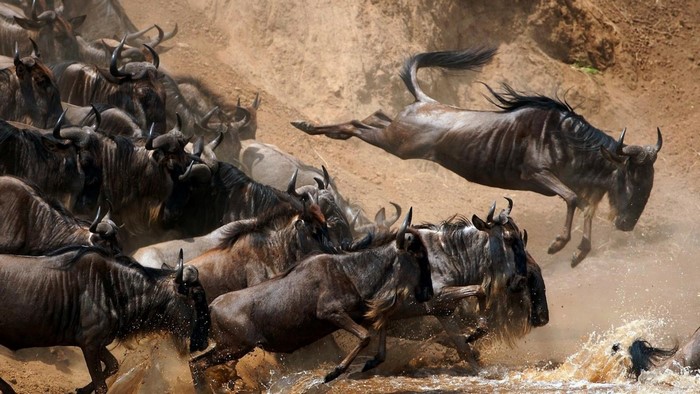 Herd of wildebeests crossing a river during a safari