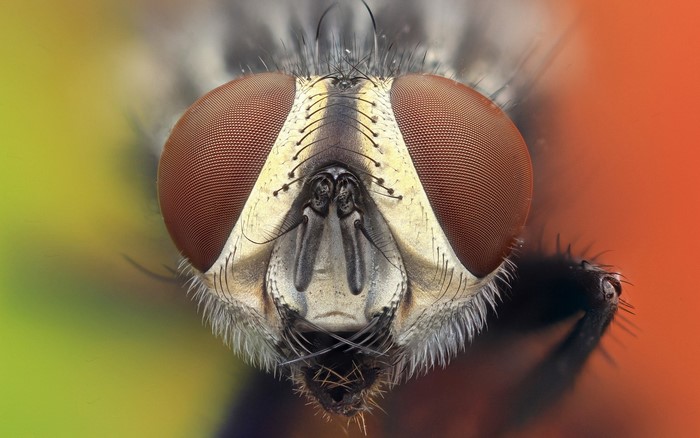 Extreme close-up of a fly's head and compound eyes
