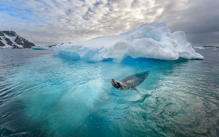 Seal swimming in icy Antarctic waters near an iceberg