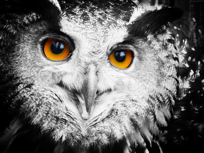 Close-up of an owl's face with bright orange eyes