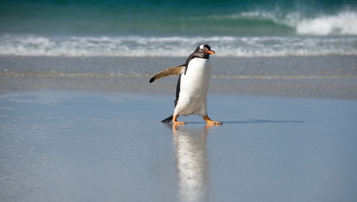 Gentoo penguin walking on a wet sandy shore