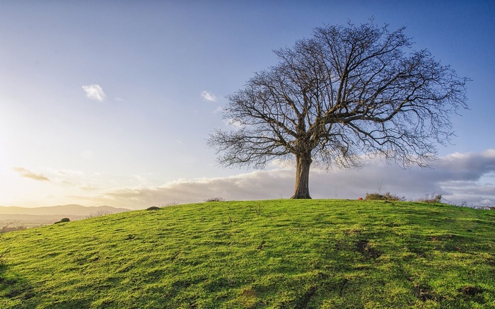 Bare tree on a grassy hill under a blue sky