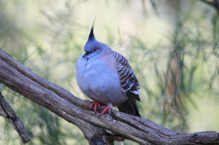 Crested Pigeon perched on a branch