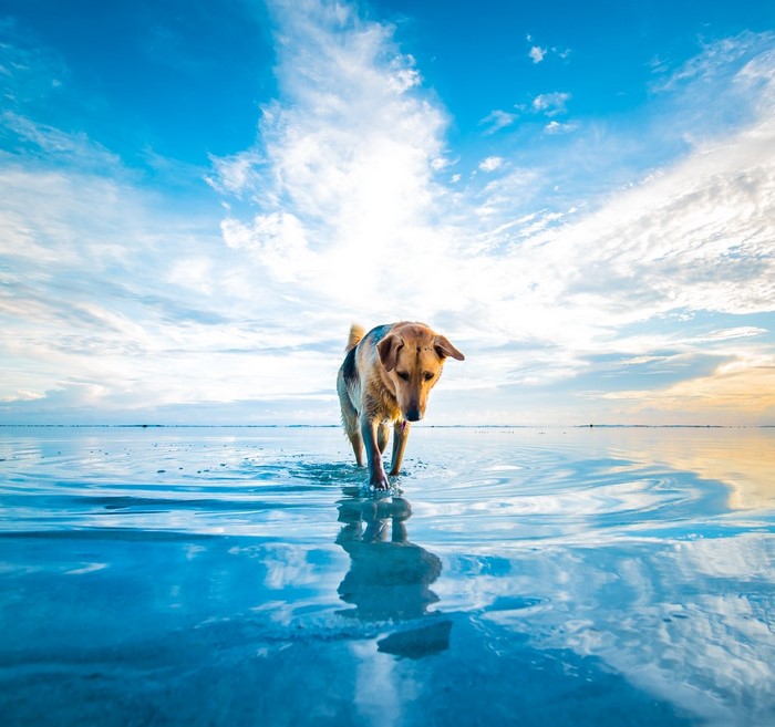 Dog walking in shallow water with blue sky and clouds