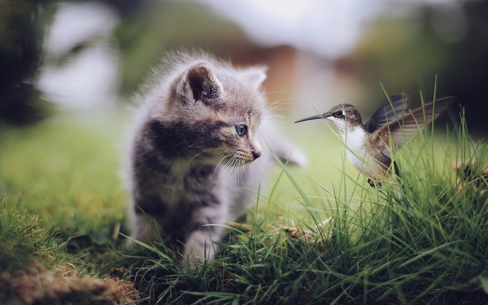 Kitten and hummingbird in grass