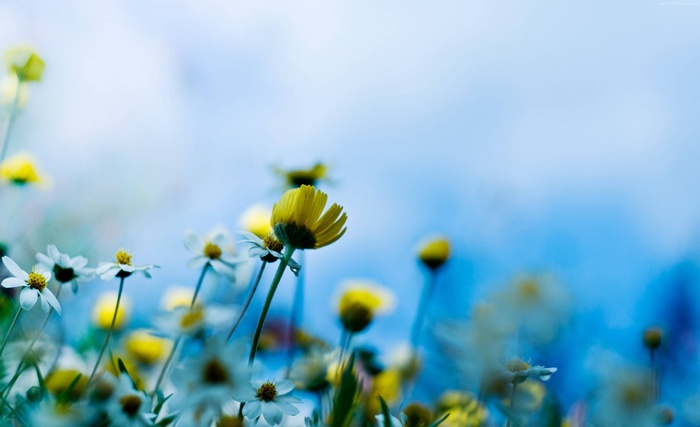 4K Wildflowers Wallpaper