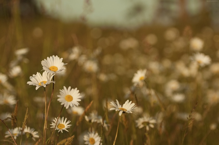 Field of Daisies 4K