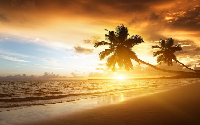 Palm trees on a beach at sunset