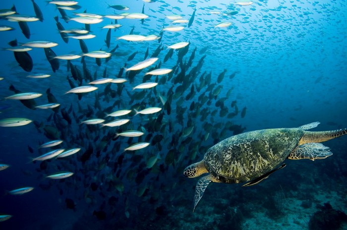 Sea turtle swims near a school of fish underwater