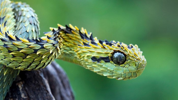Hairy Bush Viper snake on a branch