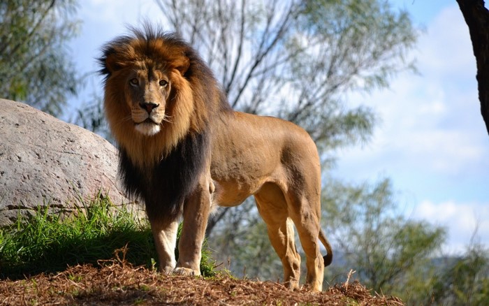 A male lion with a dark mane stands on a rocky outcrop.
