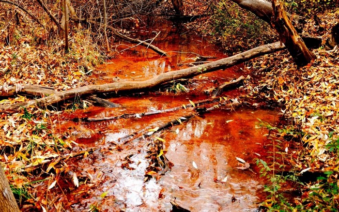 Red stream in autumn forest with fallen leaves and branches