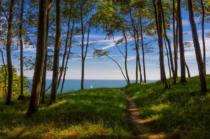 Path through trees to the sea with a sailboat