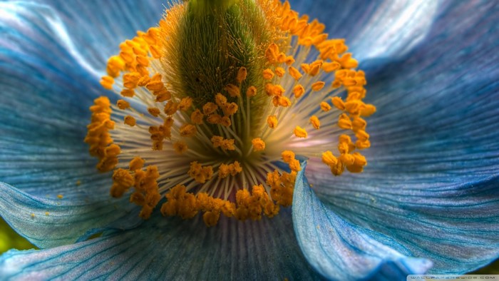Close-up of Blue Flower with Yellow Pollen