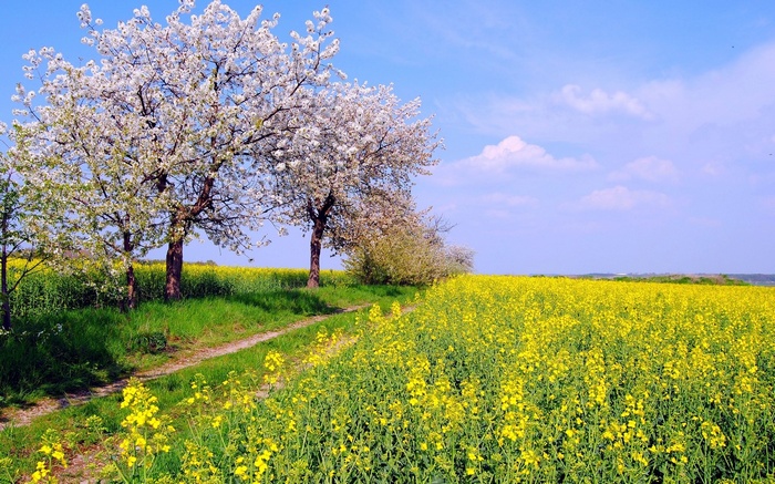 Blooming trees and yellow flower field under blue sky
