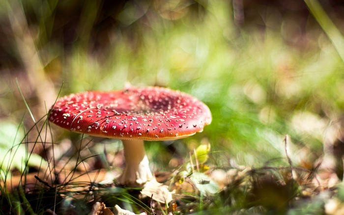 Amanita muscaria mushroom in a forest setting