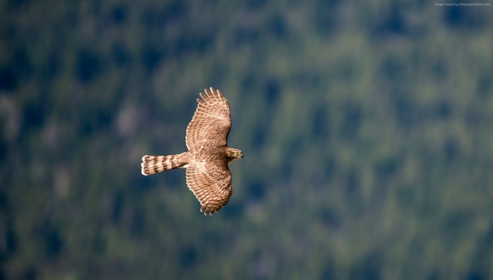 Hawk in flight over forest
