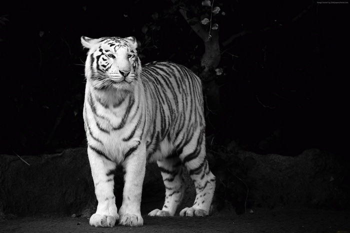 White Tiger Standing in Dark Forest