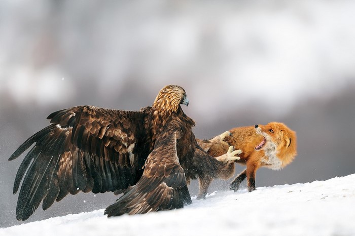 Golden eagle attacking a red fox in the snow