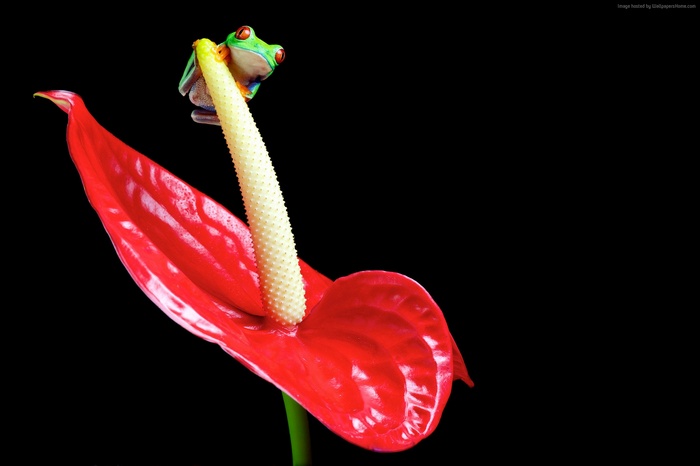 Red-eyed tree frog on a red anthurium flower