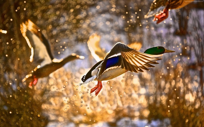 Ducks in flight with sunlit drops