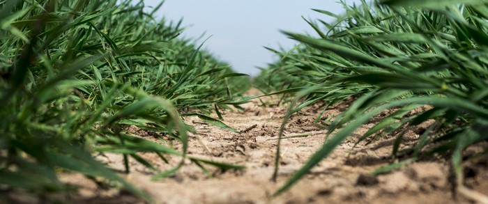 Rows of green crops in a field