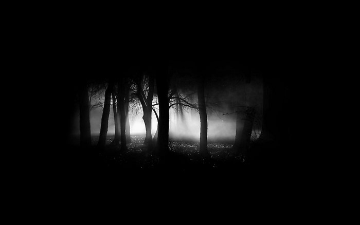 Monochrome forest at night with fog and light