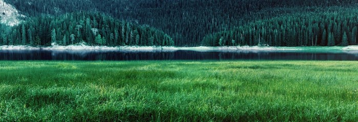 Green grass field with lake and forest landscape