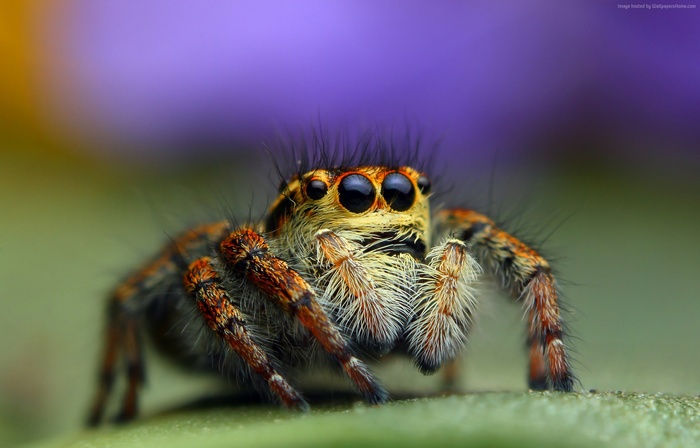 Macro shot of a Bagheera kiplingi spider