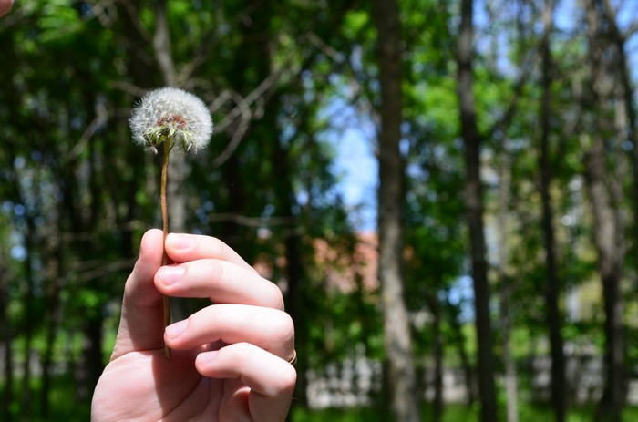 Hand holding a dandelion in a forest