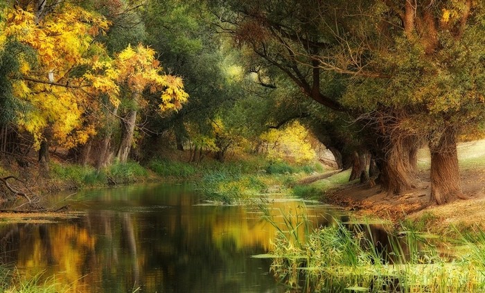 Autumn river flowing through a forest with yellow leaves