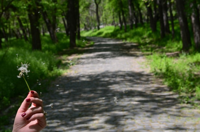 Hand holding dandelion blowing seeds on a path