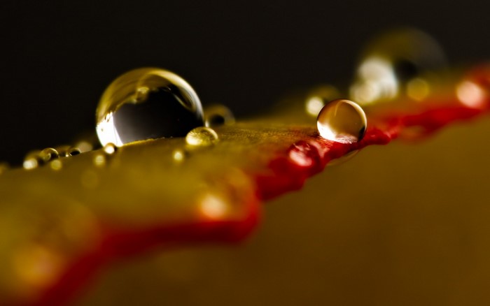 Macro photography of water drops on a yellow and red leaf