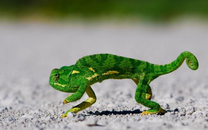 Green chameleon walking on gravel
