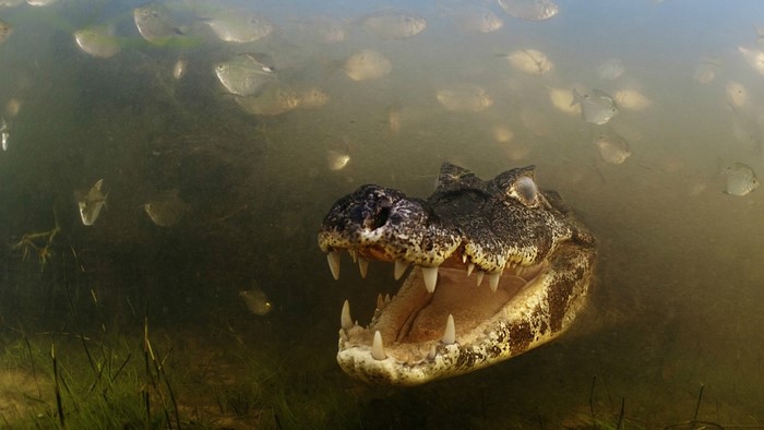 Alligator with open mouth surrounded by fish underwater