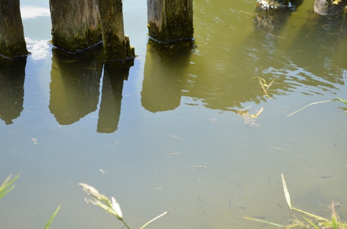 Wooden posts in murky water with small fish